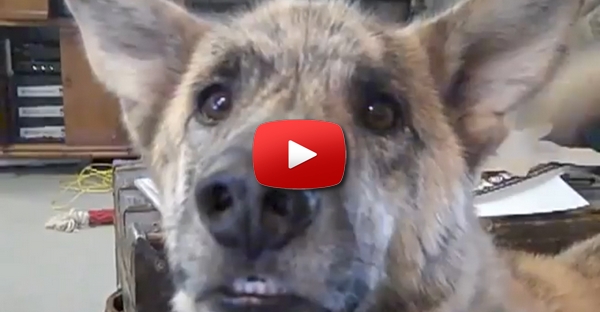 Dois cãezinhos que falam tão bem como algumas pessoas